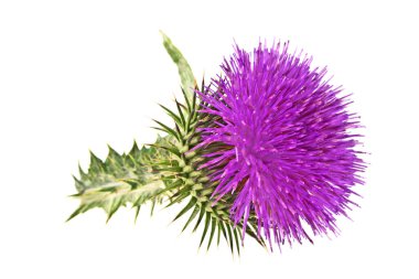 Süt Thistle bitki (Silybum marianum) bitkisel ilaç. Bu viski