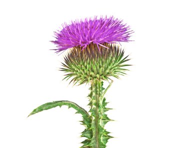 Süt Thistle bitki (Silybum marianum) bitkisel ilaç. Bu viski