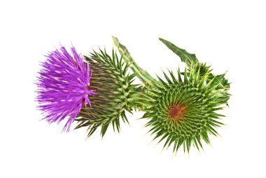 Süt Thistle bitki (Silybum marianum) bitkisel ilaç. Bu viski