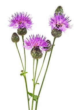 Mor Peygamber Çiçeği - beyaz bir arka plan üzerinde Centaurea