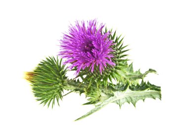 Süt Thistle bitki (Silybum marianum) bitkisel ilaç. Bu viski