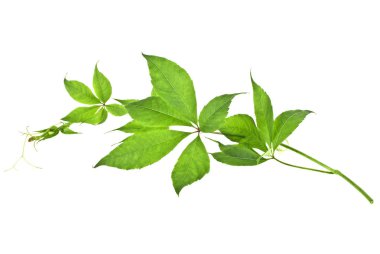 İzole üzerinde beyaz arka plan taze yeşil üzüm yaprakları