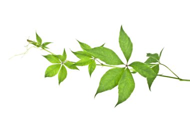 İzole üzerinde beyaz arka plan taze yeşil üzüm yaprakları