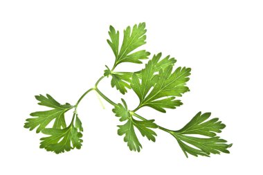 Beyaz arkaplanda yeşil maydanoz yaprakları