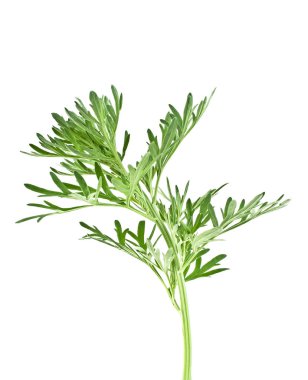 Beyaz arka plan üzerinde izole sagebrush dal