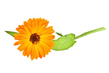 Calendula. Kadife çiçeği çiçek yaprakları üzerinde beyaz bir backg izole ile