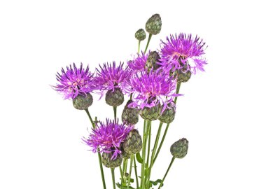 Mor Peygamber Çiçeği - beyaz bir arka plan üzerinde Centaurea
