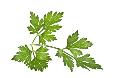 Beyaz arkaplanda yeşil maydanoz yaprakları