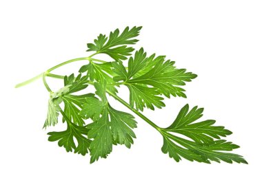 Beyaz arkaplanda yeşil maydanoz yaprakları