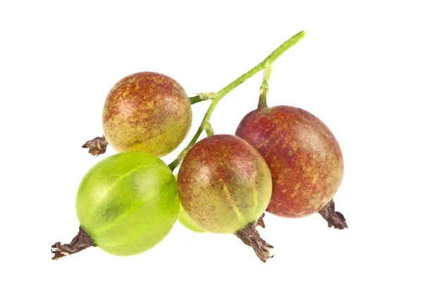 Fresh gooseberry isolated on white background — Stock Photo, Image