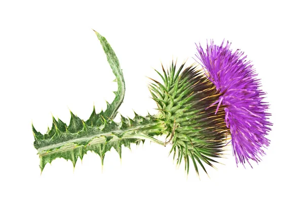 Milk Thistle plant (Silybum marianum) herbal remedy. Scotch this — Stock Photo, Image