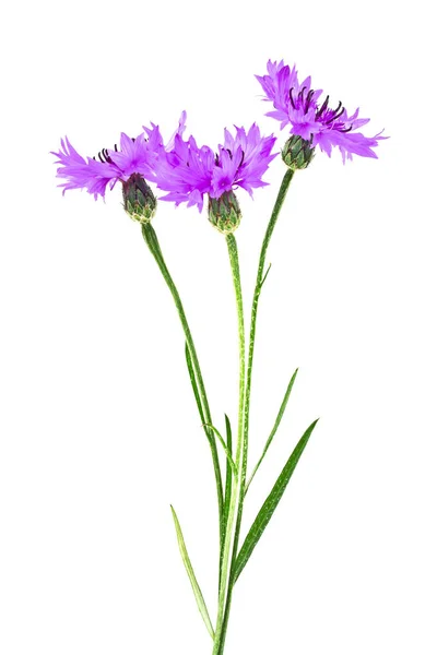 Cornflower violeta Centaurea sobre fondo blanco — Foto de Stock