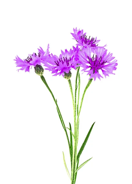 Cornflower violeta Centaurea sobre fondo blanco —  Fotos de Stock