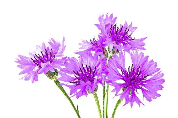 Cornflower violeta Centaurea sobre fondo blanco — Foto de Stock