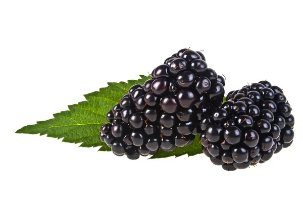 Fresh ripe blackberries and green leaf isolated on a white backg — Stock Photo, Image