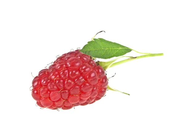 Ripe raspberry isolated on white background — Stock Photo, Image