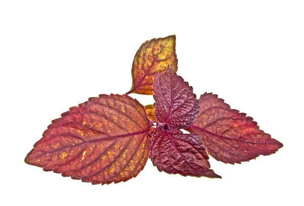 Fresh purple basil on a white background