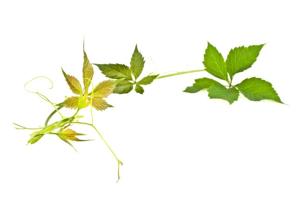 Hojas de uva verde fresca aisladas sobre fondo blanco —  Fotos de Stock