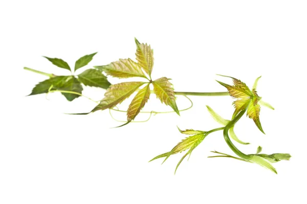 Färska vinblad gröna, isolerade på vit bakgrund — Stockfoto