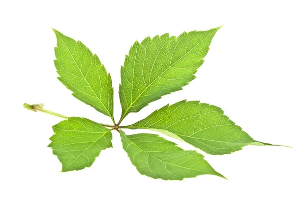 흰색 배경에 고립 된 신선한 녹색 포도 잎 — 스톡 사진