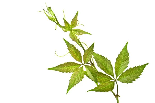 Świeży moszcz zielonych liści na białym tle na białym tle — Zdjęcie stockowe