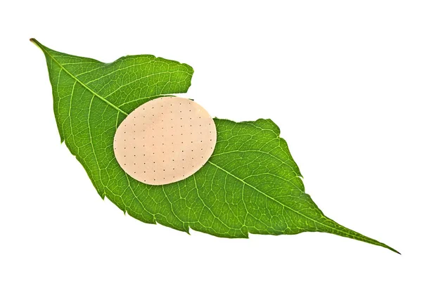 Green leaf with adhesive plaster isolated on white background — Stock Photo, Image