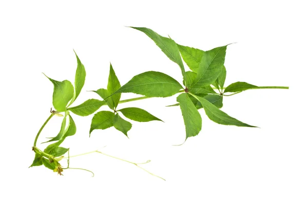 신선한 녹색 포도 잎에 고립 된 흰색 배경 — 스톡 사진