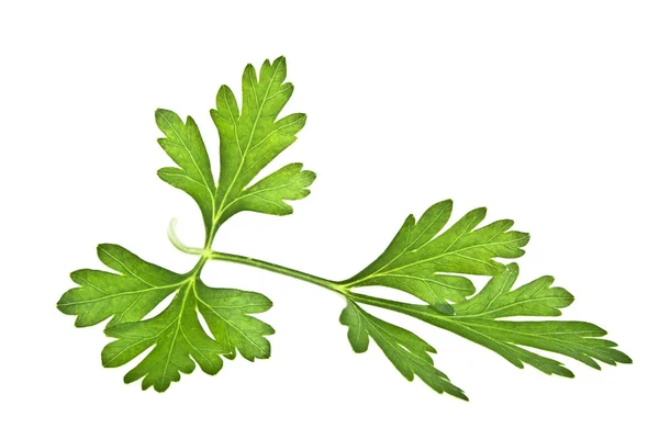 Zielone liście pietruszki odizolowane na białym tle — Zdjęcie stockowe