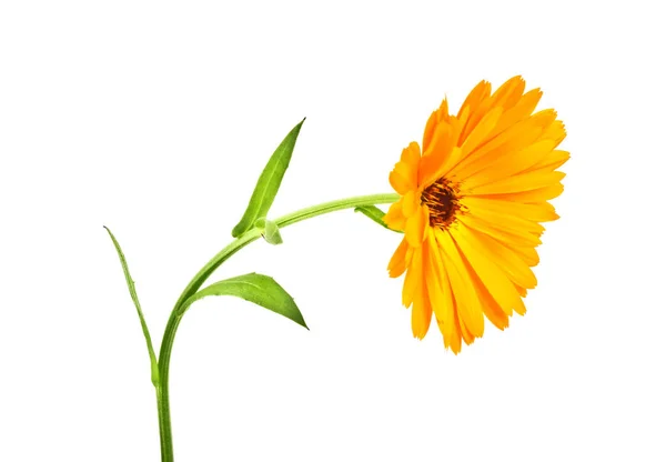 Calendula. Fiore di calendula con foglie isolate su un dorso bianco — Foto Stock