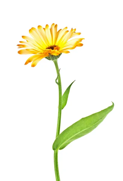 Calendula. Fiore di calendula con foglie isolate su un dorso bianco — Foto Stock