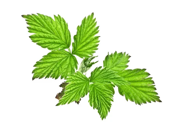 Frambuesa hojas verdes aisladas sobre fondo blanco —  Fotos de Stock