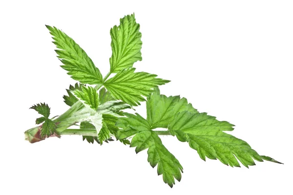 Himbeergrüne Blätter isoliert auf weißem Hintergrund — Stockfoto