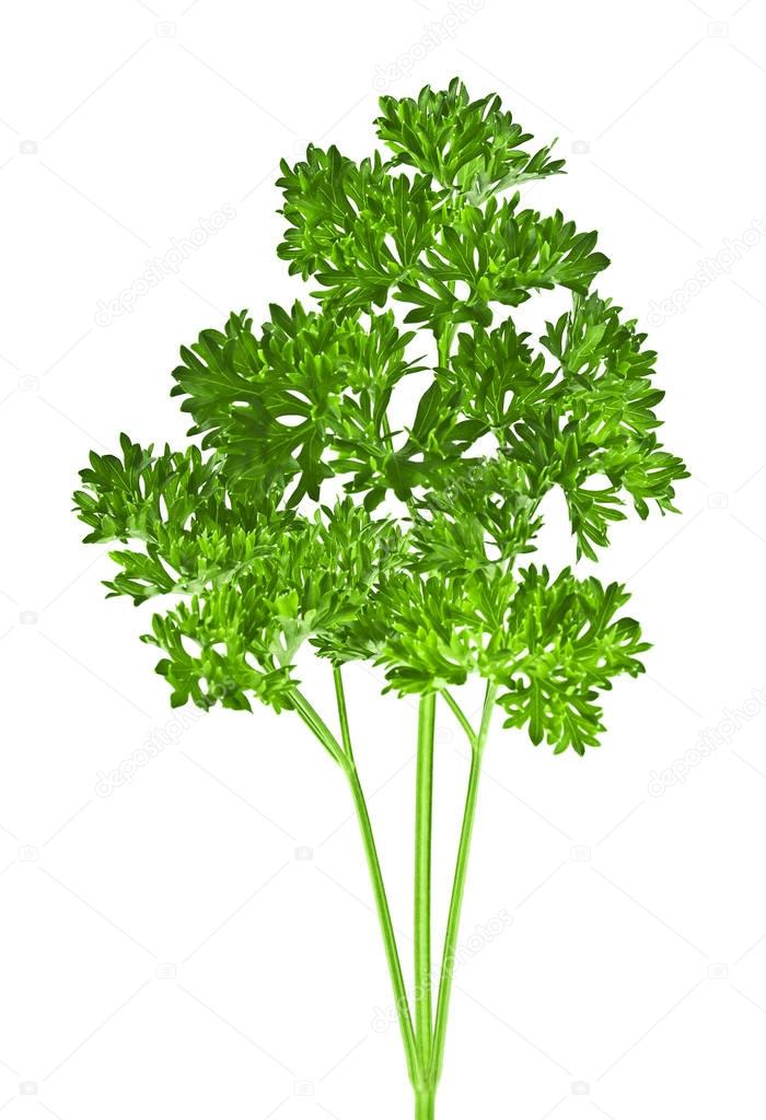 Green leaves of parsley isolated on white background