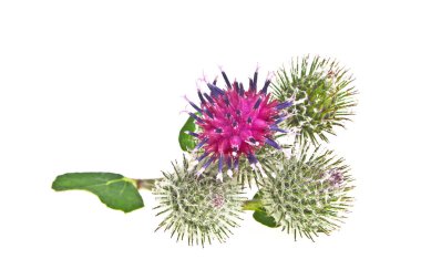 Devedikeni çiçeği beyaz arkaplanda izole edilmiş