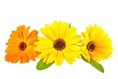 Calendula. Kadife çiçeği çiçek yaprakları izole üzerinde beyaz backgr