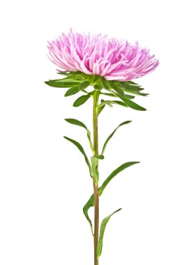 Pembe paskalya beyaz arkaplanda izole edildi