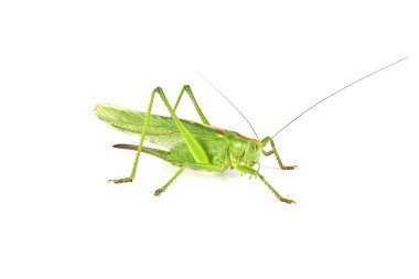 Çekirge beyaz arkaplanda izole edildi