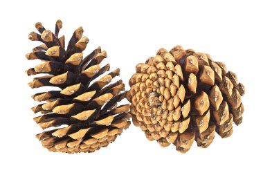 Beyaz bir arka plan üzerinde izole güzel çam kozalakları