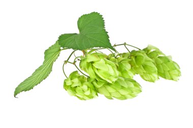 Güzel atlama beyaz bir arka plan üzerinde izole Şubesi