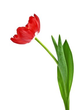 Beyaz arkaplanda kırmızı lale çiçeği izole edildi