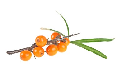 Deniz cehri çilek şube ile izole üzerinde beyaz backg yaprakları