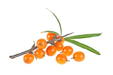 Deniz cehri çilek şube ile izole üzerinde beyaz backg yaprakları