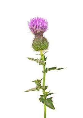 Süt Thistle bitki (Silybum marianum) bitkisel ilaç. Bu viski