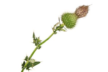 Süt Thistle bitki (Silybum marianum) bitkisel ilaç. Bu viski