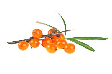 Deniz cehri çilek şube ile izole üzerinde beyaz backg yaprakları