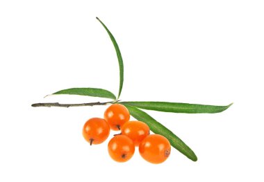 Deniz cehri çilek şube ile izole üzerinde beyaz backg yaprakları