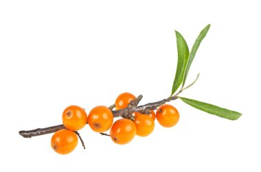 Deniz cehri çilek şube ile izole üzerinde beyaz backg yaprakları