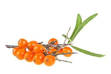 Deniz cehri çilek şube ile izole üzerinde beyaz backg yaprakları