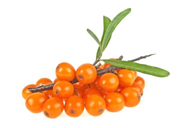 Deniz cehri çilek şube ile izole üzerinde beyaz backg yaprakları