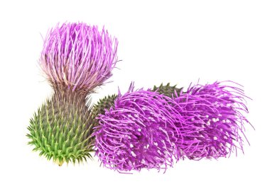 Süt Thistle bitki (Silybum marianum) bitkisel ilaç. Bu viski